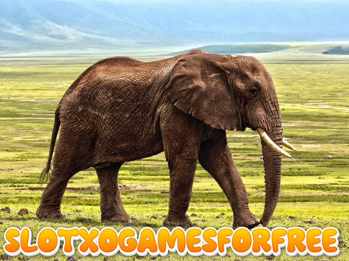 Alasan Gajah Tidak Boleh Ditunggangi