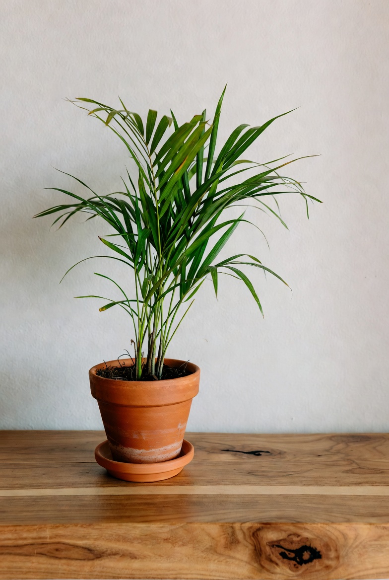 Gaya Hidup Minimalisme Semakin Diminati Masyarakat Modern